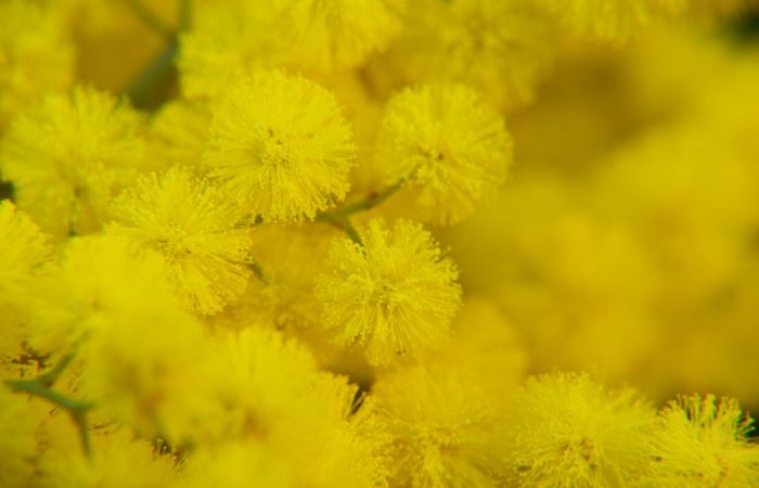 Il giallo della mimosa illumina la Lombardia per la Festa della Donna
