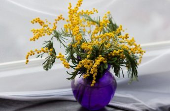 8 Marzo, ‘Il Gigante’: festa all’insegna delle mimose, richieste +10%