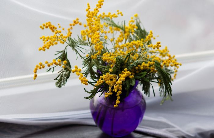 8 Marzo, ‘Il Gigante’: festa all’insegna delle mimose, richieste +10%